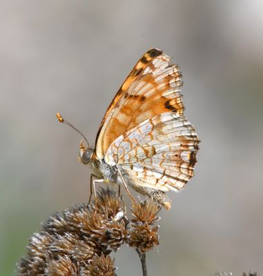 Pale Crescent: Phyciodes pallida