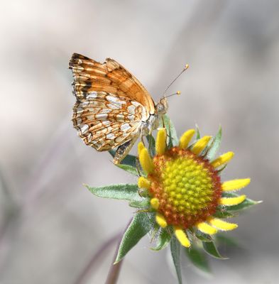 Pale Crescent: Phyciodes pallida