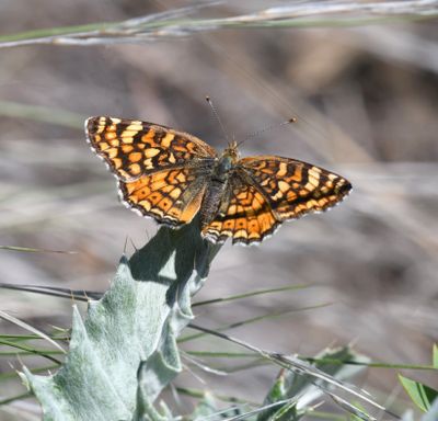 Pale Crescent: Phyciodes pallida