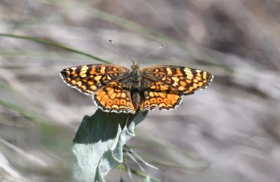 Pale Crescent: Phyciodes pallida