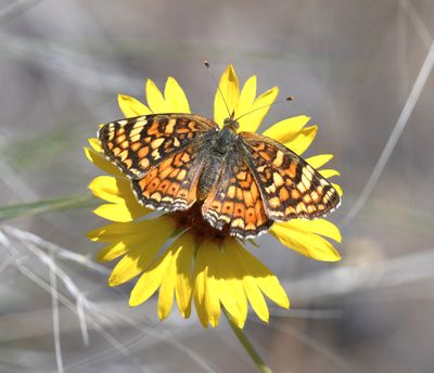 Pale Crescent: Phyciodes pallida