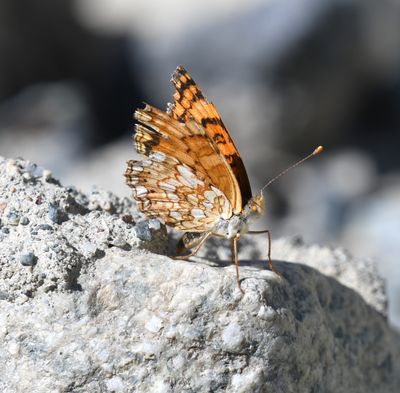 Pale Crescent: Phyciodes pallida