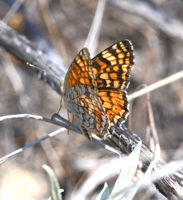 Pale Crescent: Phyciodes pallida