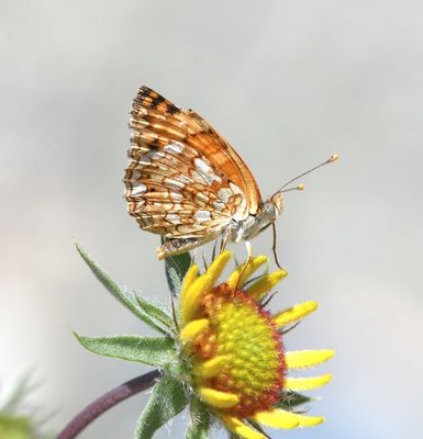 Pale Crescent: Phyciodes pallida