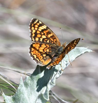 Pale Crescent: Phyciodes pallida