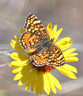 Pale Crescent: Phyciodes pallida