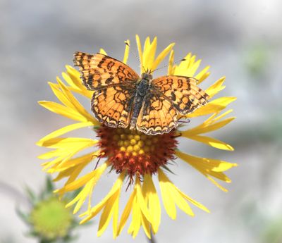 Pale Crescent: Phyciodes pallida