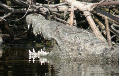 American Crocodile