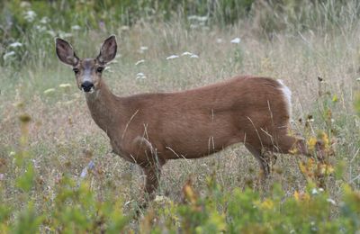 Mule Deer