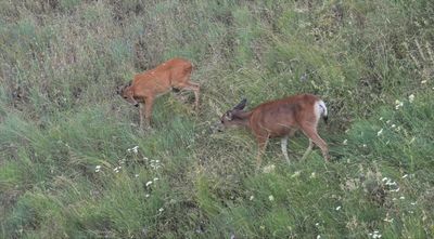 White-tailed and Mule Deer