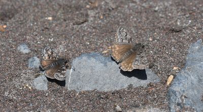 Propertius Duskywing: Erynnis propertius and Pacuvius Duskywing: Erynnis pacuvius