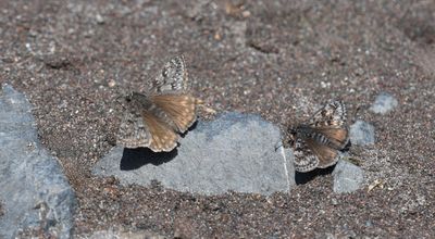 Propertius Duskywing: Erynnis propertius and Pacuvius Duskywing: Erynnis pacuvius