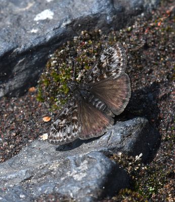 Pacuvius Duskywing: Erynnis pacuvius