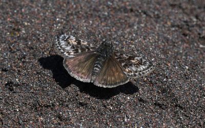 Pacuvius Duskywing: Erynnis pacuvius