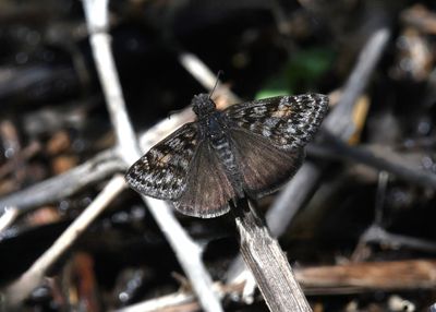 Pacuvius Duskywing: Erynnis pacuvius