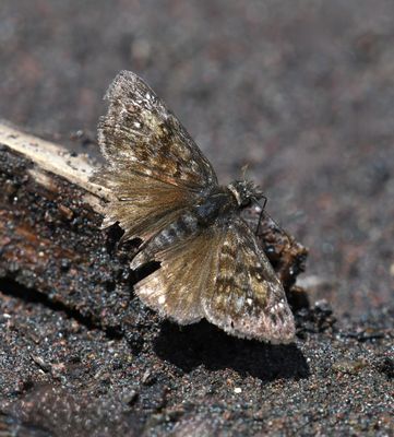 Pacuvius Duskywing: Erynnis pacuvius