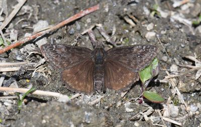 Persius Duskywing: Erynnis persius