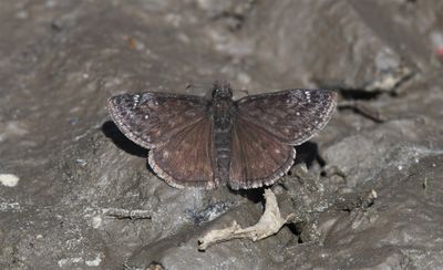 Persius Duskywing: Erynnis persius