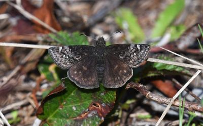 Persius Duskywing: Erynnis persius