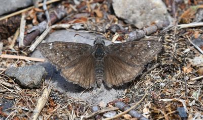 Propertius Duskywing: Erynnis propertius