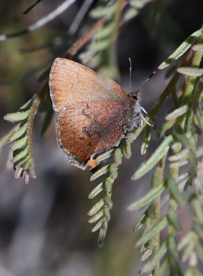 Brown Elfin: Callophrys augustinus