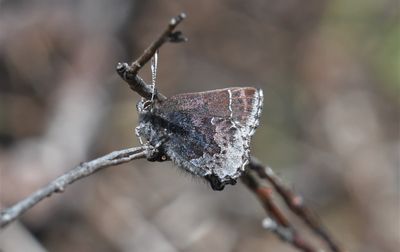 Hoary Elfin: Callophrys polios