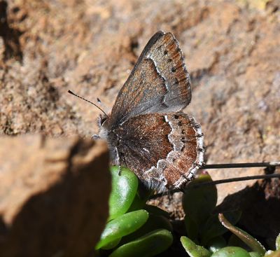 Moss's Elfin: Callophrys mossii