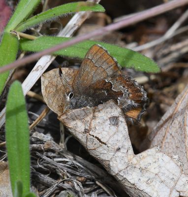 Mosss Elfin: Callophrys mossii