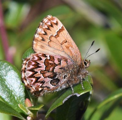 Western Pine Elfin: Callophrys eryphon