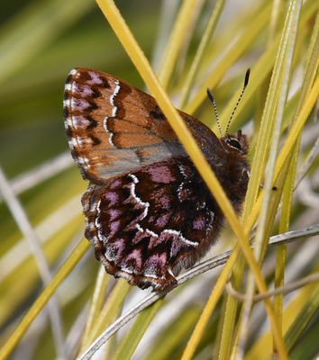 Western Pine Elfin: Callophrys eryphon