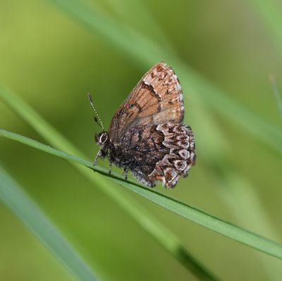 Western Pine Elfin: Callophrys eryphon