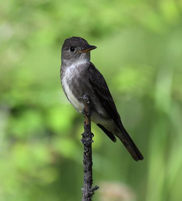 Olive-sided Flycatcher