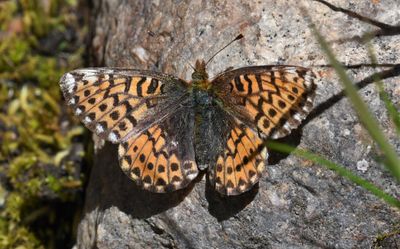 Arctic Fritillary: Boloria chariclea