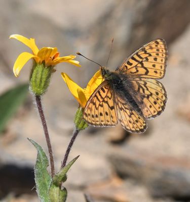 Astarte Fritillary: Boloria astarte