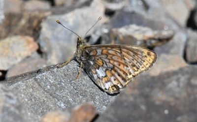 Astarte Fritillary: Boloria astarte