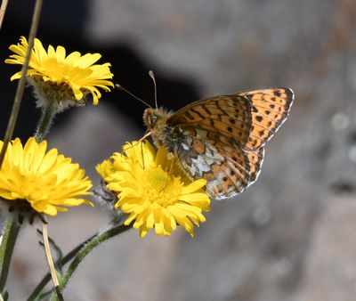 Astarte Fritillary: Boloria astarte