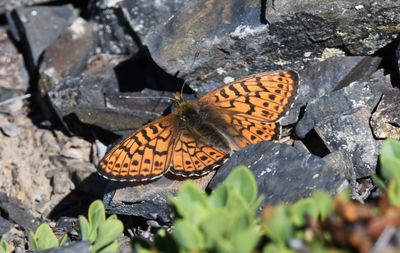 Astarte Fritillary: Boloria astarte