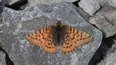 Astarte Fritillary: Boloria astarte