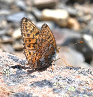 Astarte Fritillary: Boloria astarte