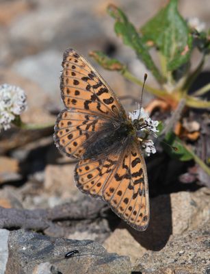 Astarte Fritillary: Boloria astarte