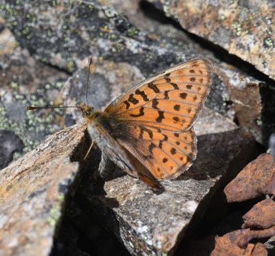 Astarte Fritillary: Boloria astarte