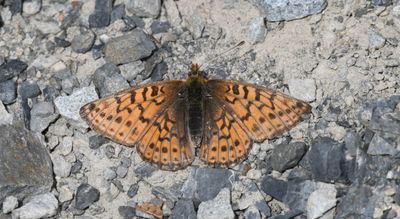 Astarte Fritillary: Boloria astarte