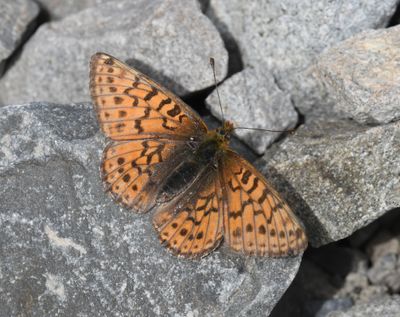 Astarte Fritillary: Boloria astarte