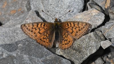 Astarte Fritillary: Boloria astarte