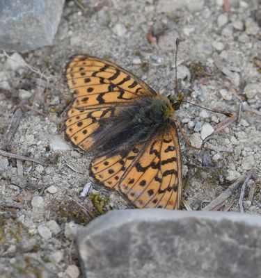 Astarte Fritillary: Boloria astarte