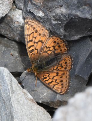 Astarte Fritillary: Boloria astarte