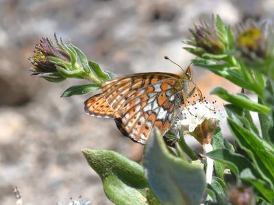 Astarte Fritillary: Boloria astarte