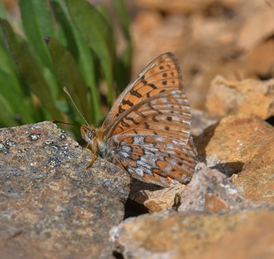 Astarte Fritillary: Boloria astarte