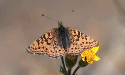 Astarte Fritillary: Boloria astarte