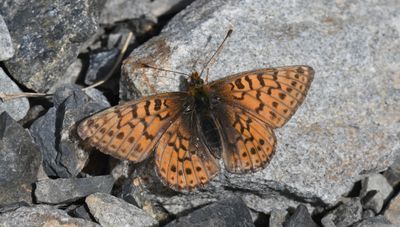 Astarte Fritillary: Boloria astarte